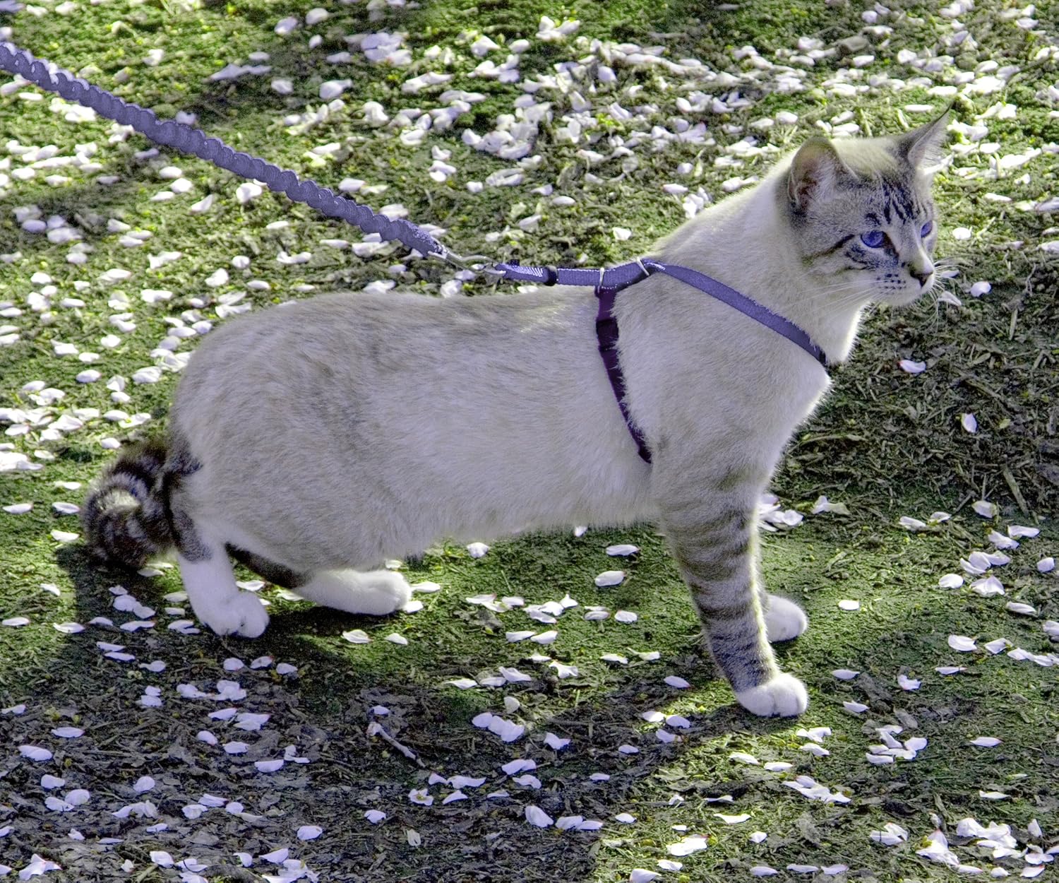 PetSafe Come With Me Kitty Harness And Bungee Leash Medium LilacDeepPurple