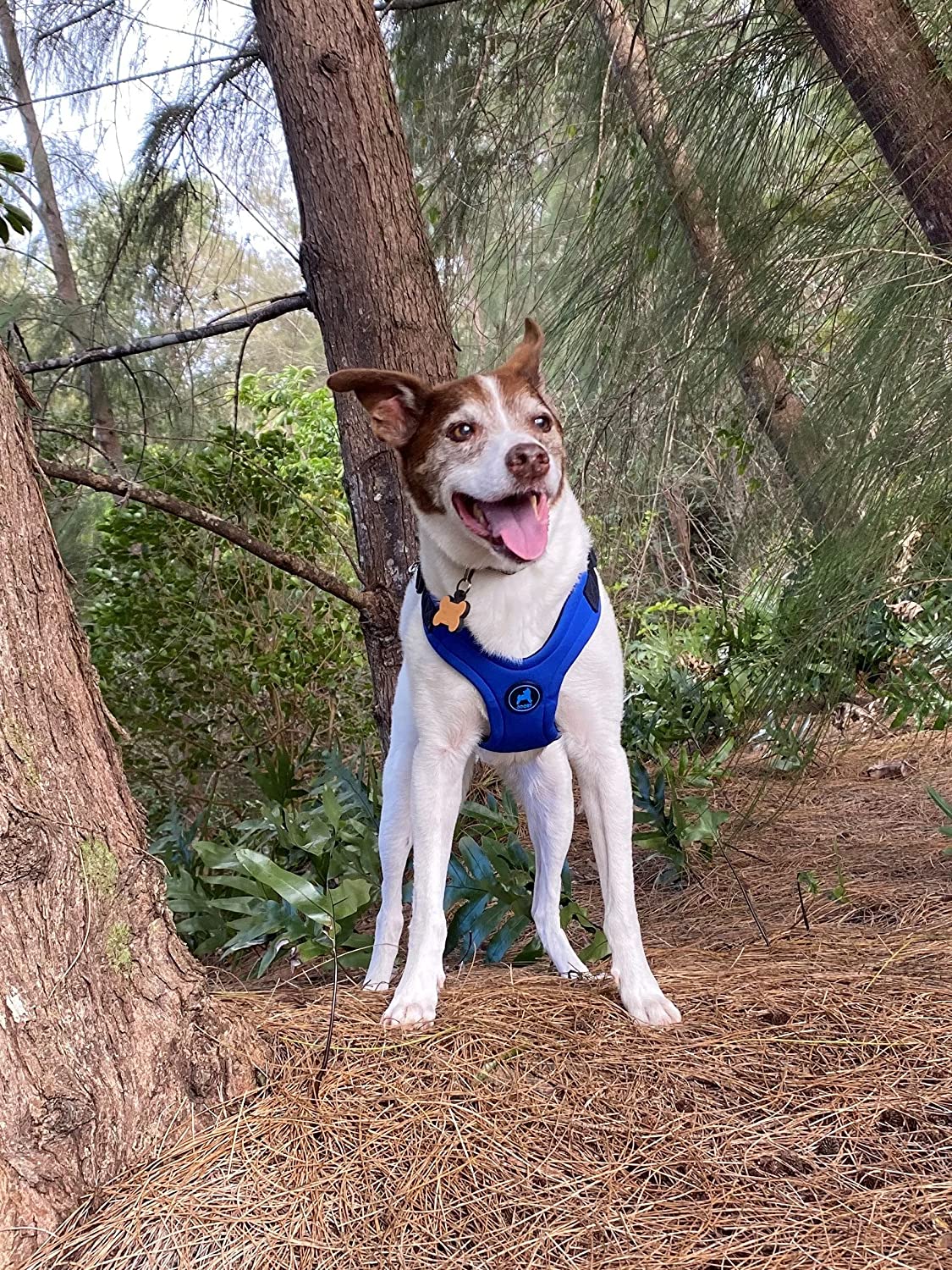 Gooby Escape Free Sport Harness Blue Small