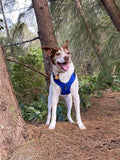 Gooby Escape Free Sport Harness Blue Small