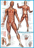 EuroGraphics 6000-2015 Muscular System Puzzle 1000Piece