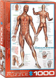 EuroGraphics 6000-2015 Muscular System Puzzle 1000Piece