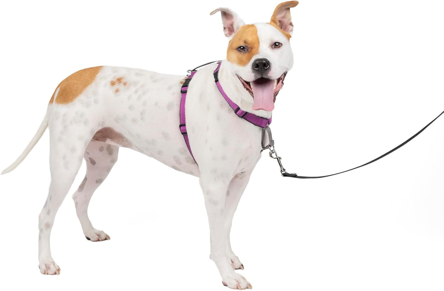 PetSafe 3in1 Dog Harness No Pull Solution For Dogs Plum Medium Main image