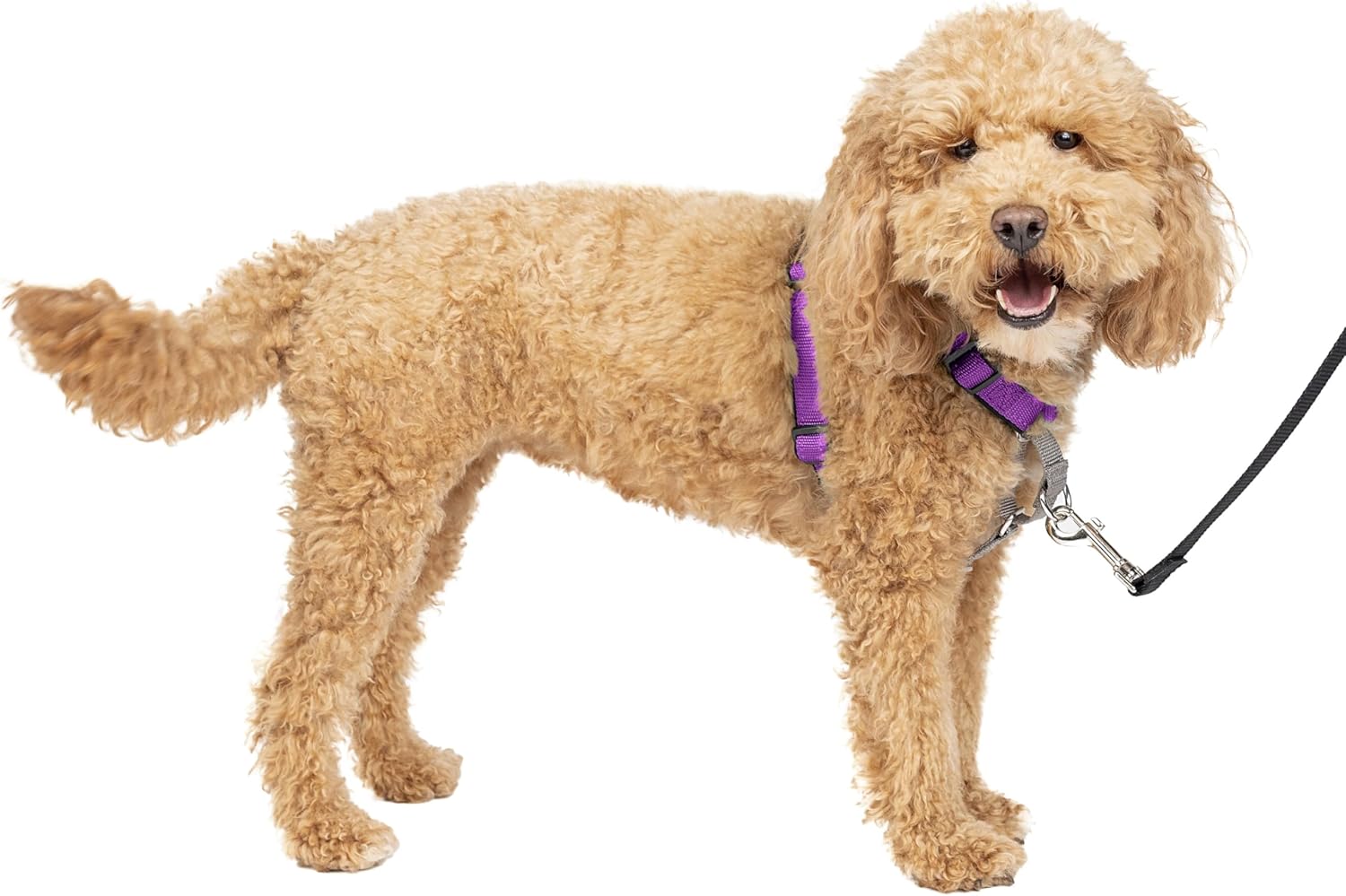 PetSafe 3in1 Dog Harness Plum Small Main image