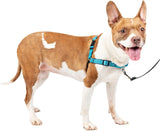 PetSafe Deluxe Easy Walk Dog Harness For Medium Dogs Ocean Medium