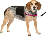 PetSafe Easy Walk Harness SmallMedium RaspberryGrey For Dogs