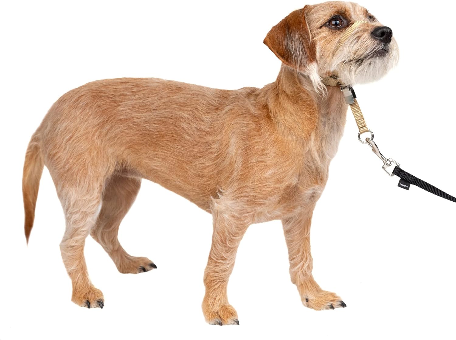 PetSafe Gentle Leader NoPull Dog Headcollar Small Fawn Main image