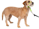 PetSafe Gentle Leader NoPull Dog Headcollar Small Apple Green