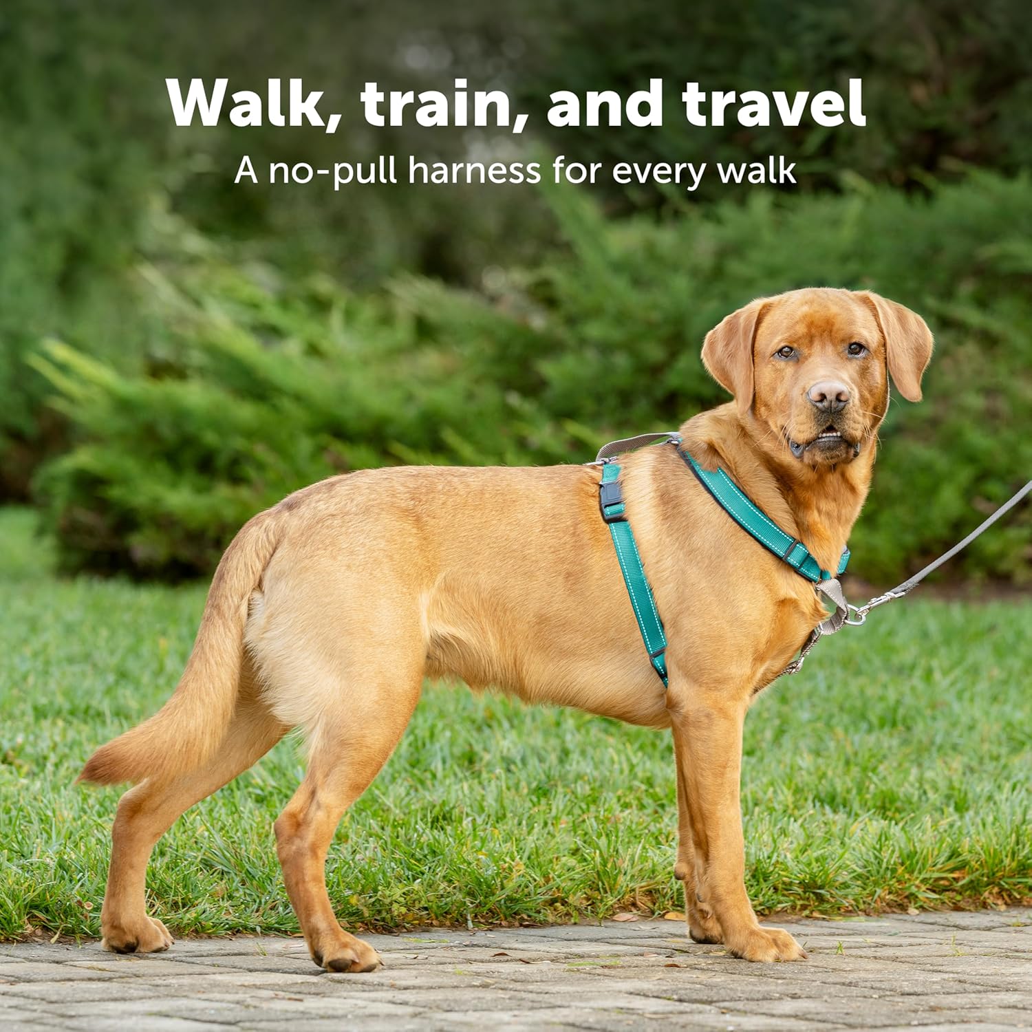 PetSafe 3in1 Dog Harness Plum Small Secondary image