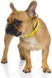 FuzzYard FZ3527 Pet Collar,Yellow,Large