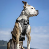 Kurgo TruFit Smart Dog Walking Harness Quick Release Black Medium