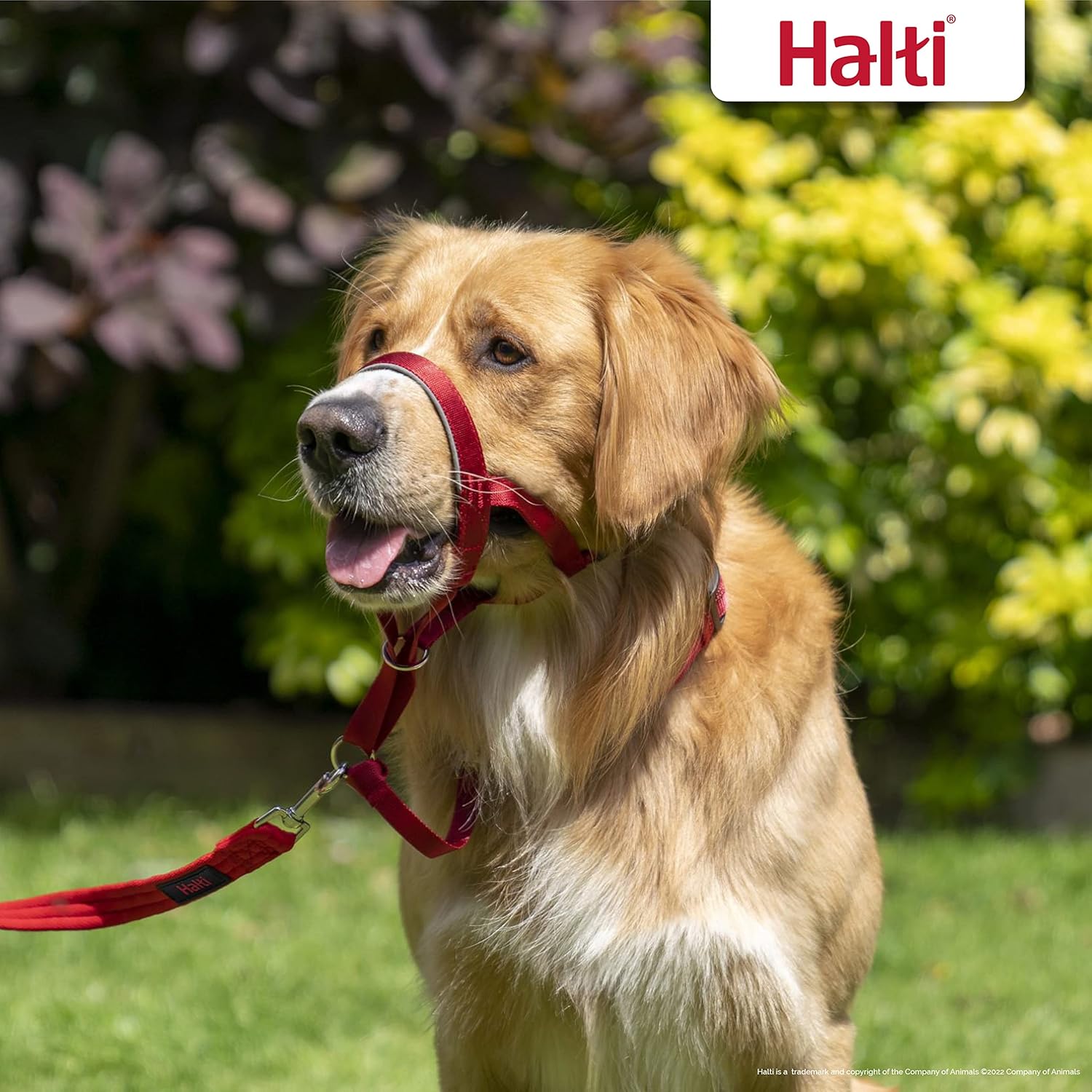 HALTI Headcollar Adjustable And Padded Size Red – Cash Converters