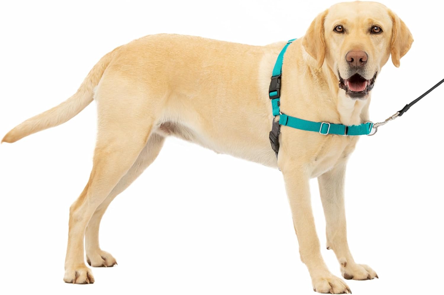 PetSafe Easy Walk NoPull Dog Harness Large TealGray Main image