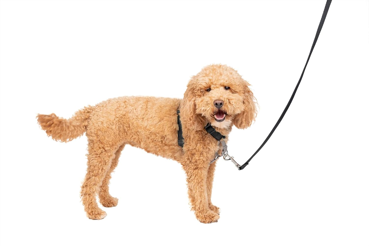 PetSafe 3in1 NoPull Dog Harness For Small Dogs Small Black Secondary image