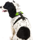 Gooby Comfort X Head In Harness Green Large For Small Dogs