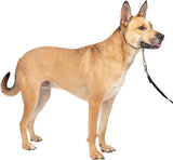 PetSafe Gentle Leader NoPull Dog Headcollar Medium Fawn