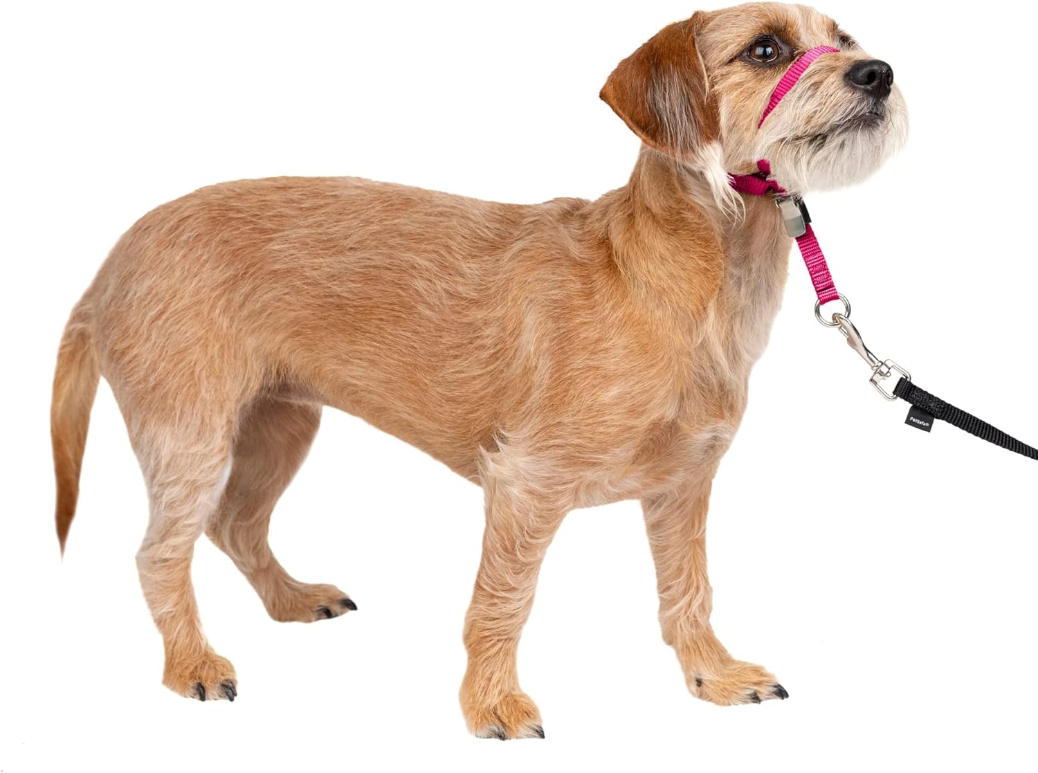 PetSafe Gentle Leader NoPull Dog Headcollar Small Raspberry Pink Main image