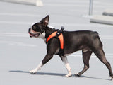 Gooby Escape Free Easy Fit Harness Orange Medium