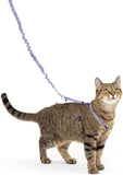 PetSafe Come With Me Kitty Harness And Bungee Leash Medium LilacDeepPurple