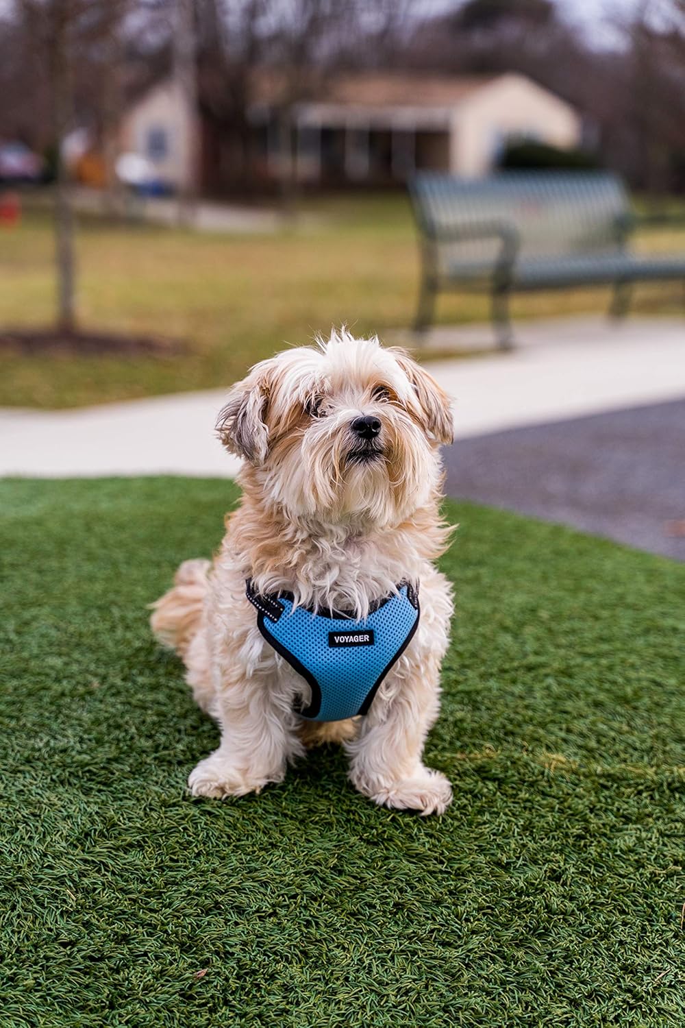 Voyager StepIn Flex Dog Harness Medium Dogs Turquoise