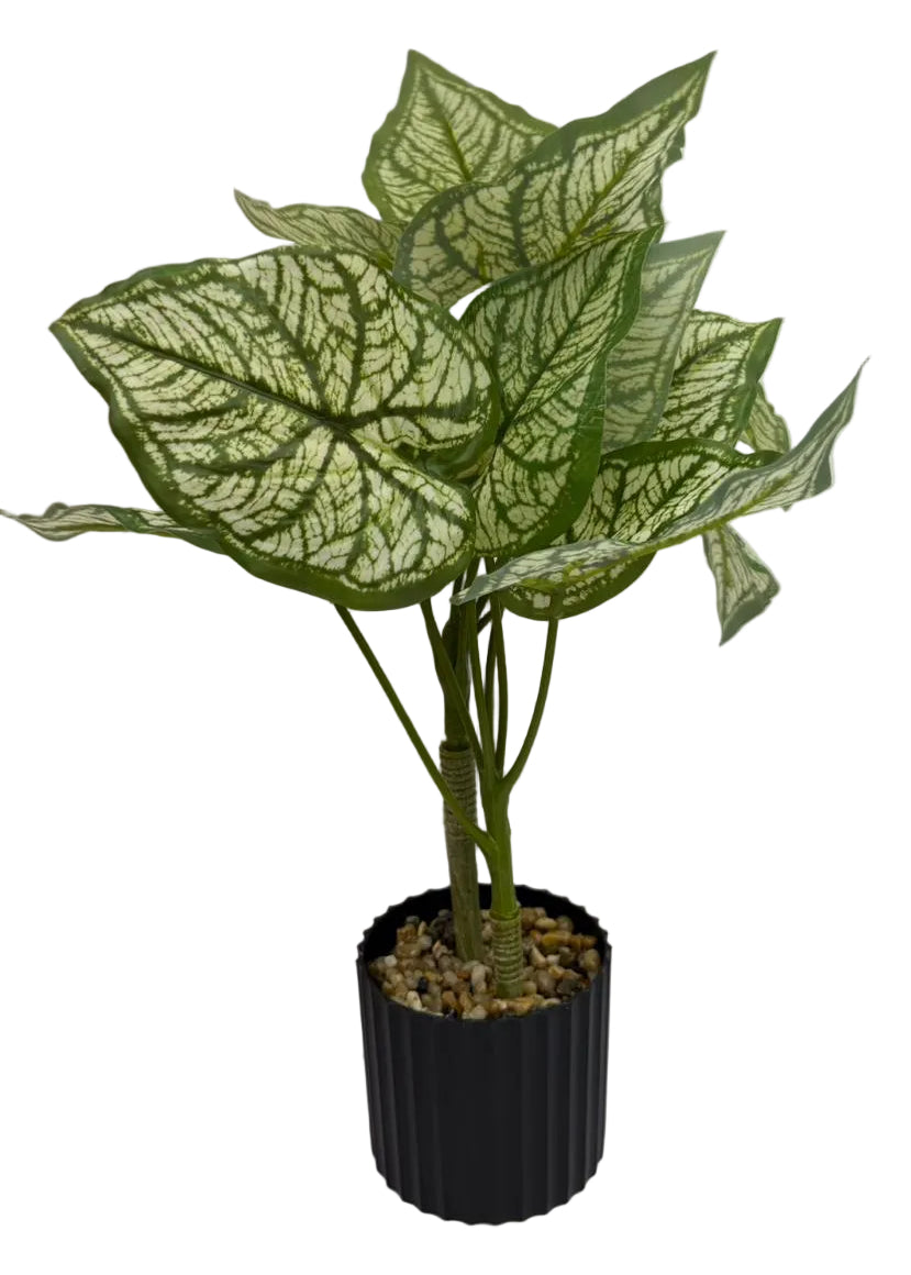 Plant Deco Heart Shape Leaves