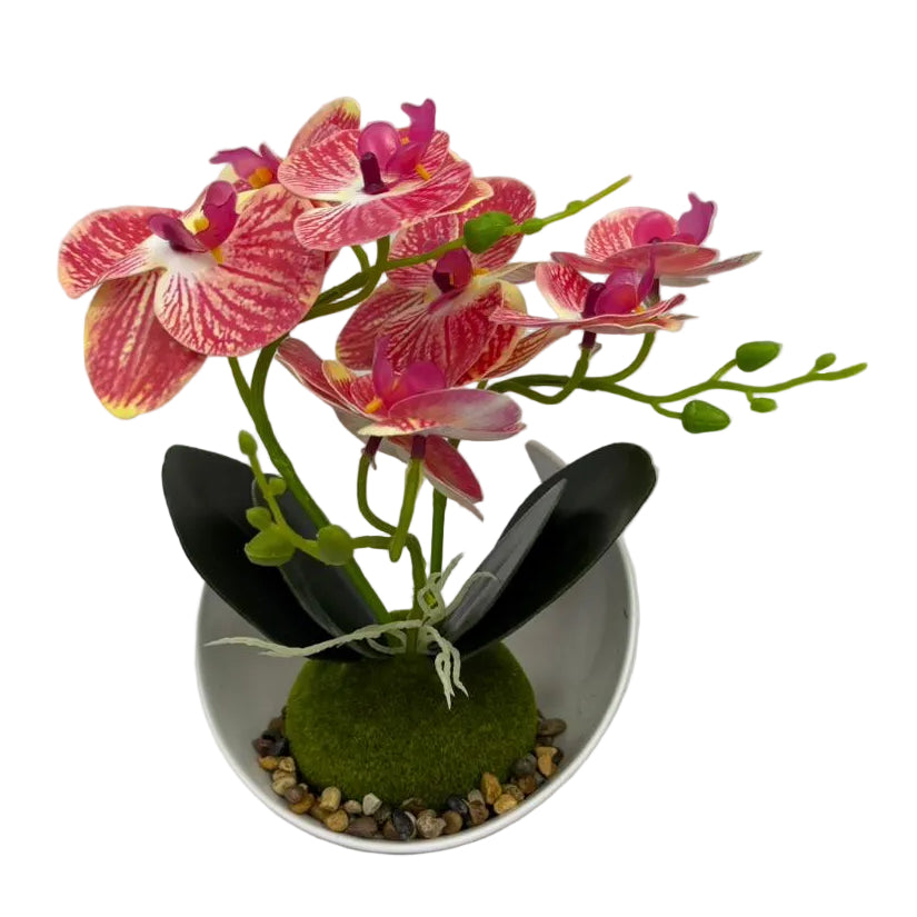 Plant Deco Orchids Main image