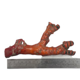 Rare Natural Untreated Taiwan Red Coral w/Cert -Length 17cm