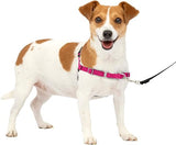 PetSafe Easy Walk No-Pull Dog Harness - The Ultimate Harness to Help Stop Pulling - Take Control & Teach Better Leash Manners - Helps Prevent Pets Pulling on Walks - Small, Raspberry/Gray