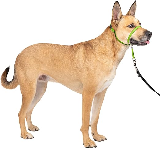 PetSafe Gentle Leader No-Pull Dog Headcollar - The Ultimate Solution to Pulling - Redirects Your Dog's Pulling For Easier Walks - Helps You Regain Control - Medium, Apple Green Main image