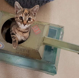 UK | Cat Tank Play House | Send Your Feline to the Frontline with a Cardboard Cat House | Interactive Cat Toys & Kitten Toys | | Tank You for Your Service | Cardboard Cat Houses & Condos