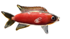 Glass Carp Fish