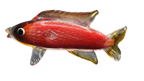 Glass Carp Fish