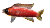 Glass Carp Fish