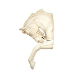 Design Toscano Thoroughbred Horse Wall Sculpture, 27 Inch, Polyresin, Ancient Ivory